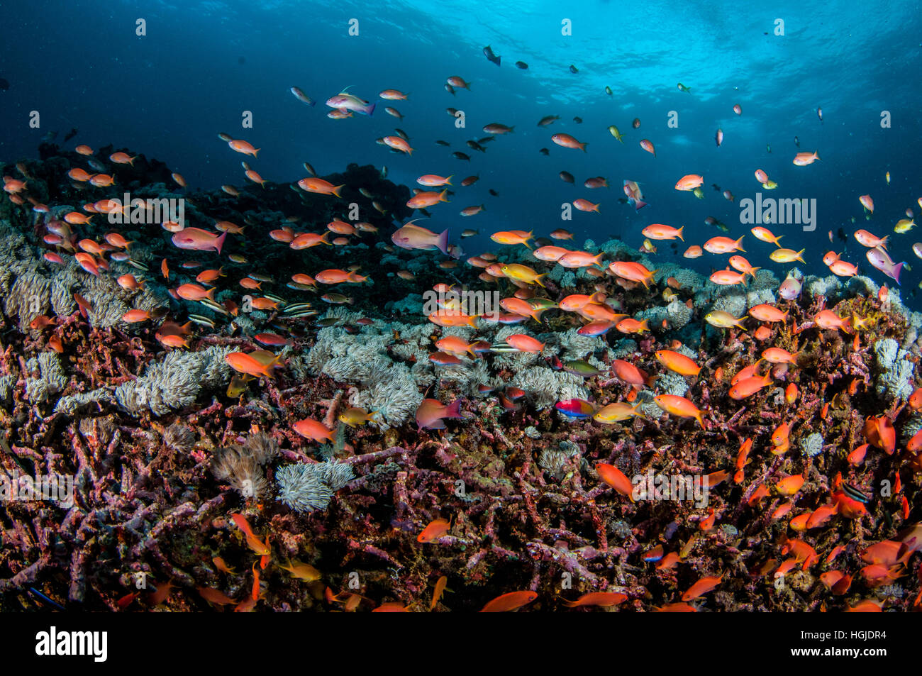Wideangle coral reef view, Bali, Indonesia Stock Photo