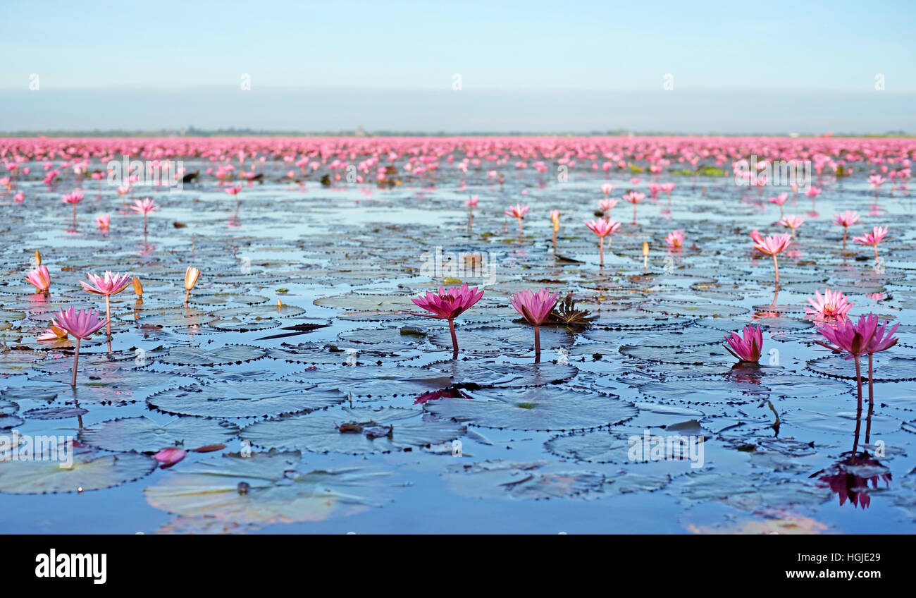 lotus flower, beautiful water lily in the pond Stock Photo - Alamy