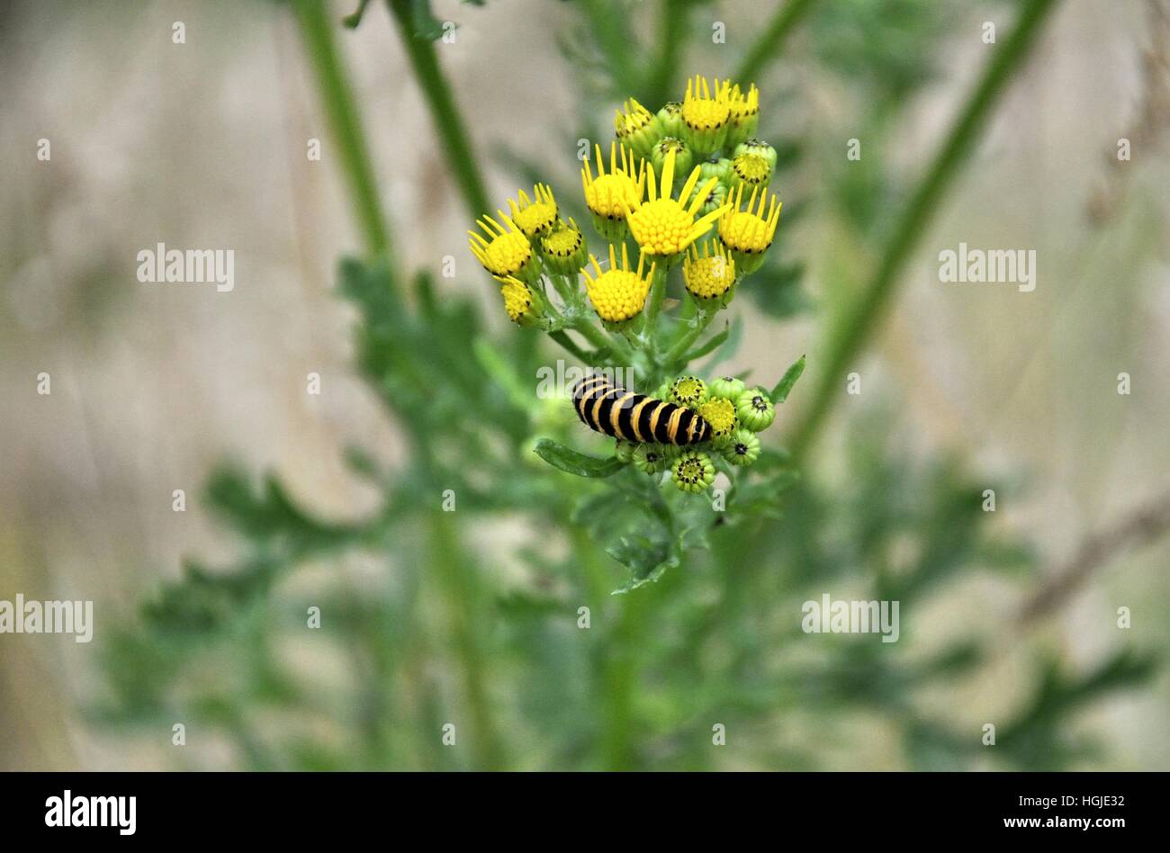 Black & yellow striped caterpillar Stock Photo Alamy