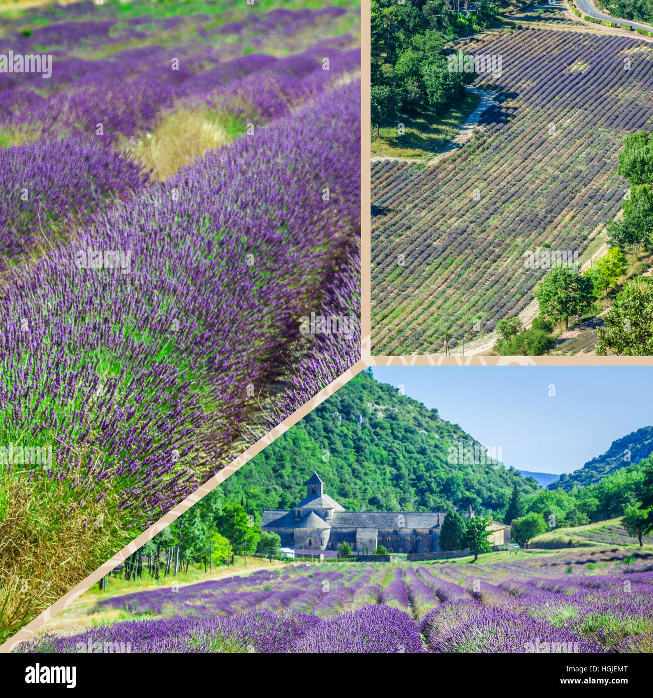 Collage of Abbey of Senanque and blooming rows lavender flowers. Stock Photo