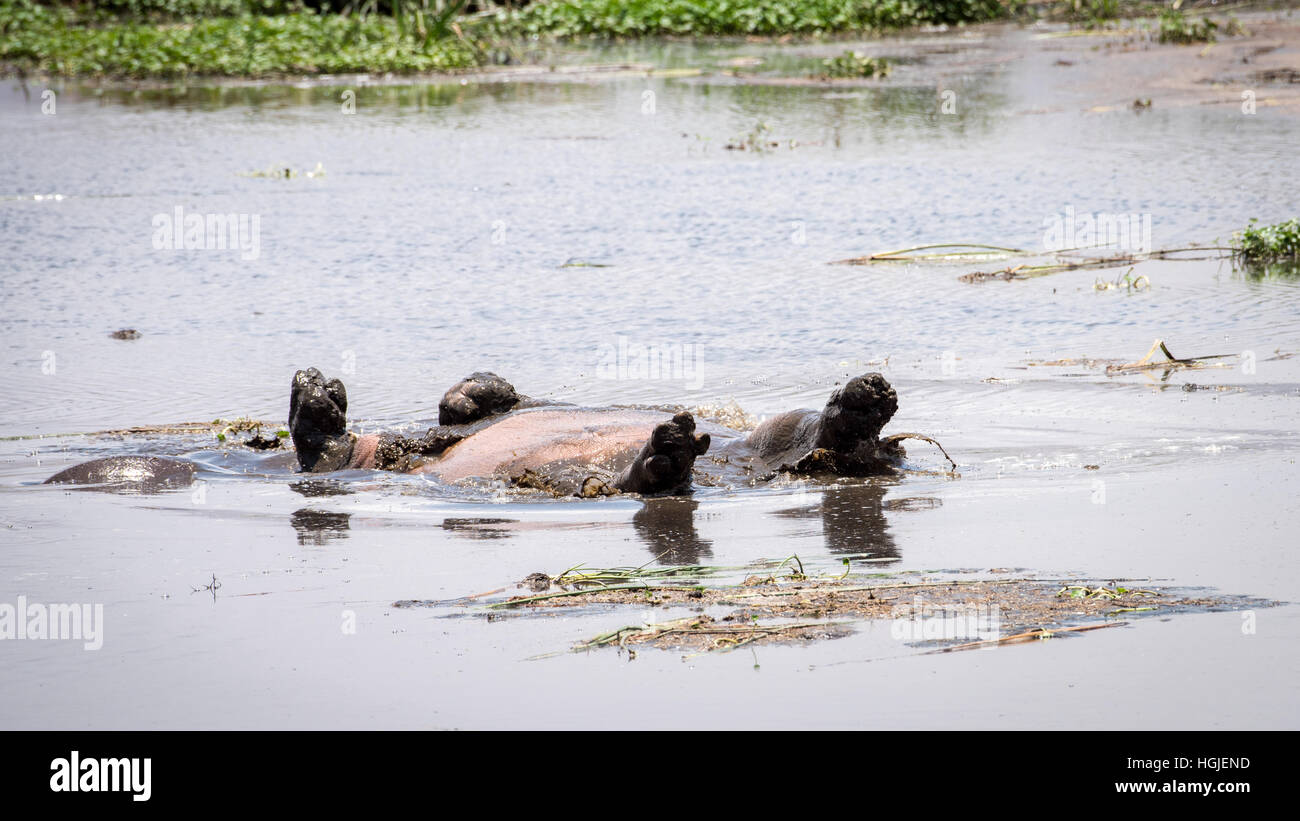 Hippo family hi-res stock photography and images - Alamy