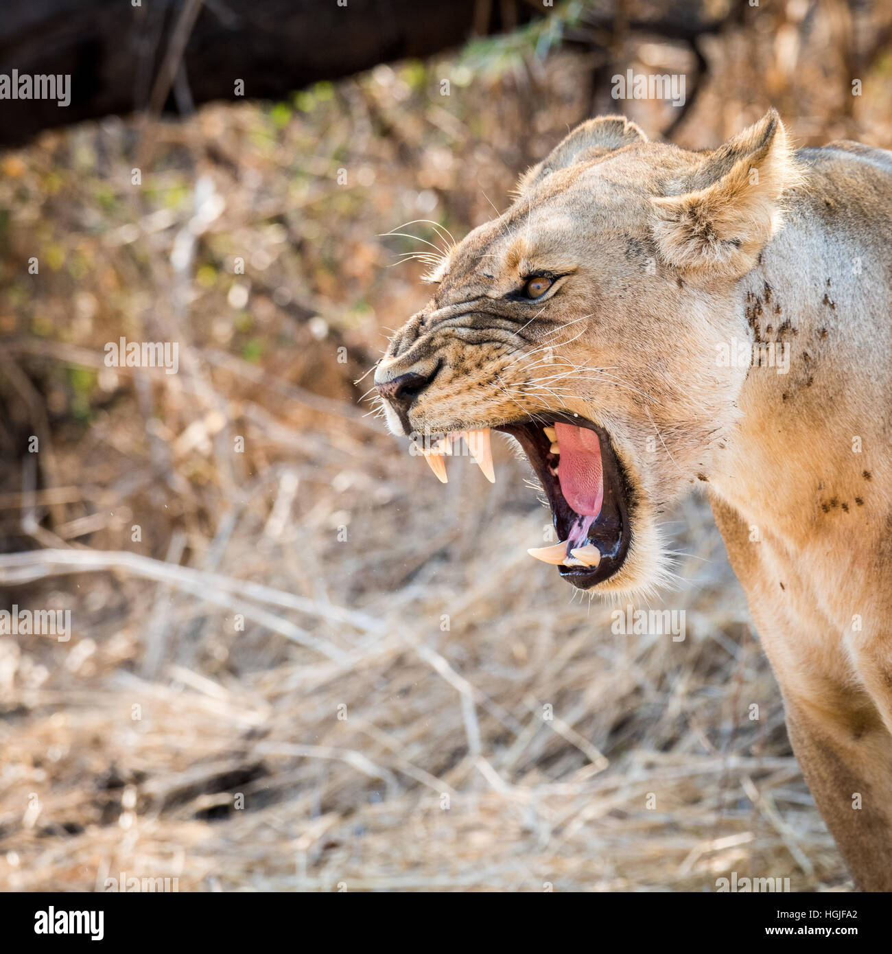 Lioness (Panthera Leo) Baring Teeth Stock Photo