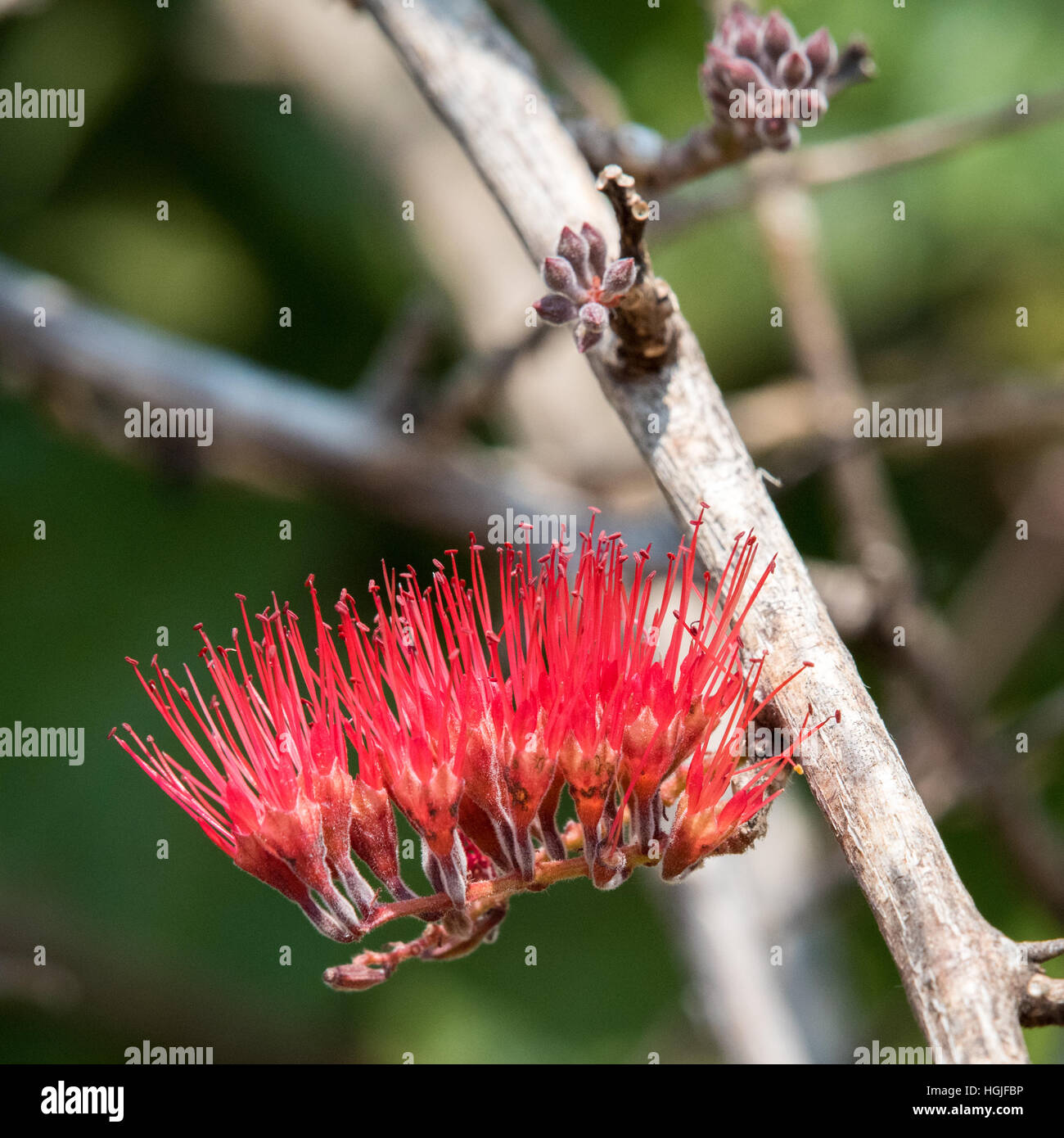 Toothbrush tree (Salvadora persica) Stock Photo