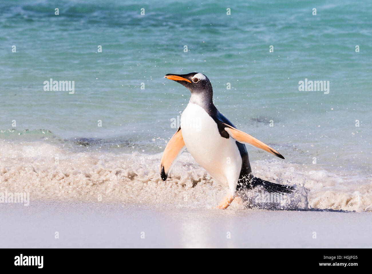 Gentoo Penguin coming ashore on Bleaker Island in the Falklands Stock Photo