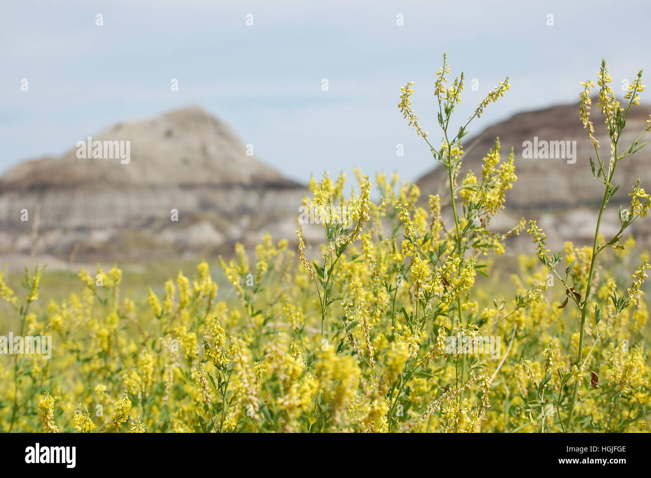 Alberta grasslands hires stock photography and images Alamy