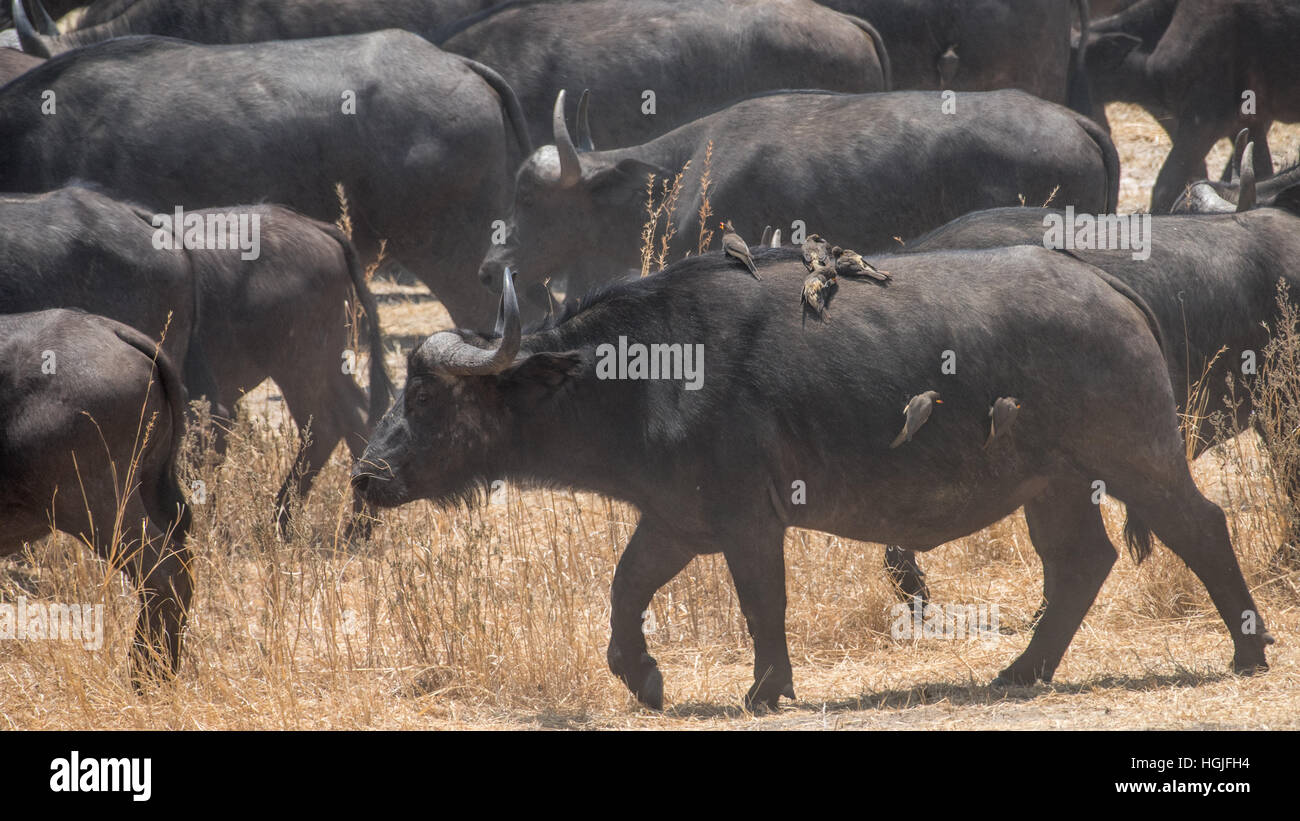 African Buffalo (Syncerus caffer) Herd Stock Photo