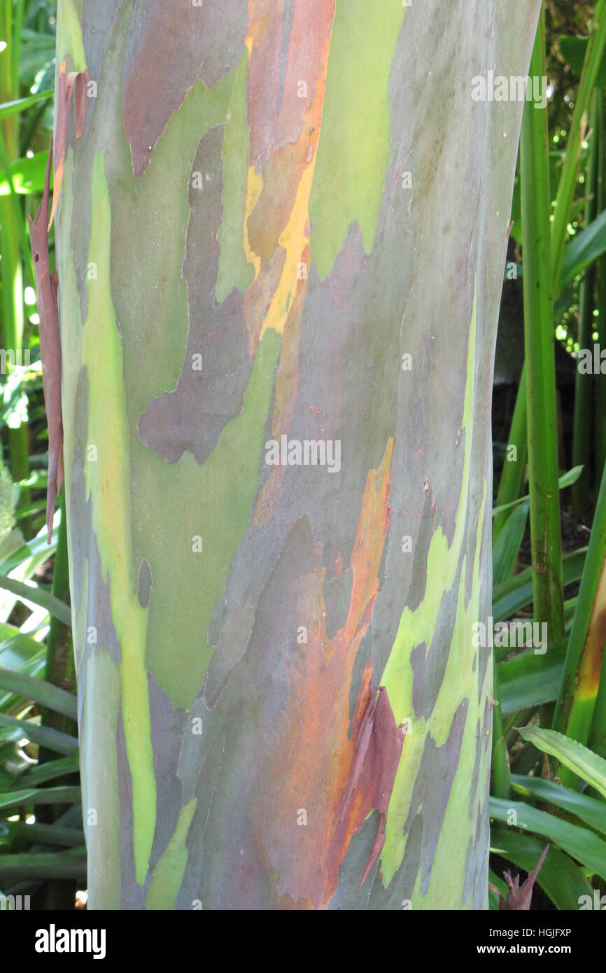 Camouflage tree bark Stock Photo Alamy