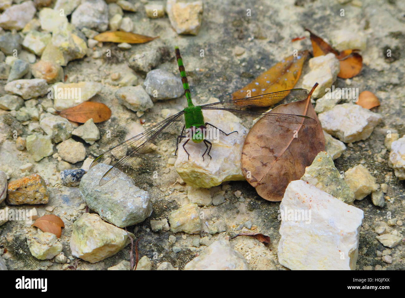 Green Dragonfly sitting on the ground Stock Photo - Alamy