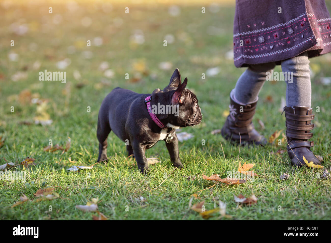 French bulldog on a walk Stock Photo Alamy