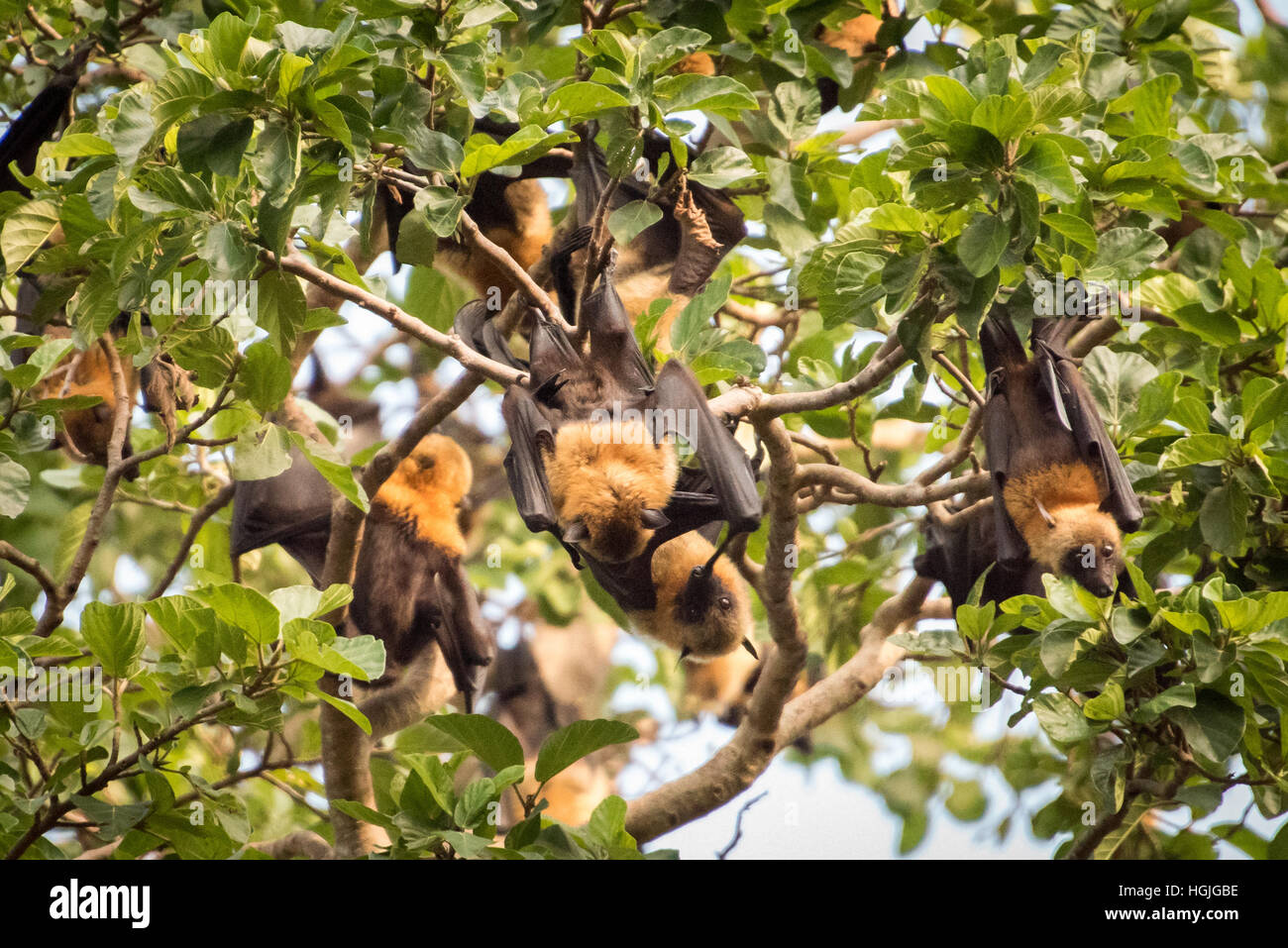 Fruit Bats, Chole Island, Tanzania Stock Photo