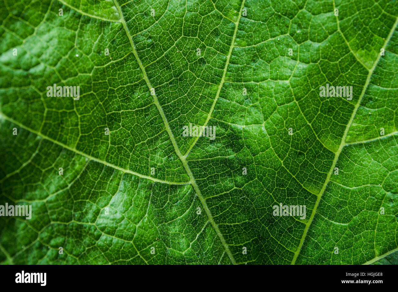 Structure of a leaf hi-res stock photography and images - Alamy