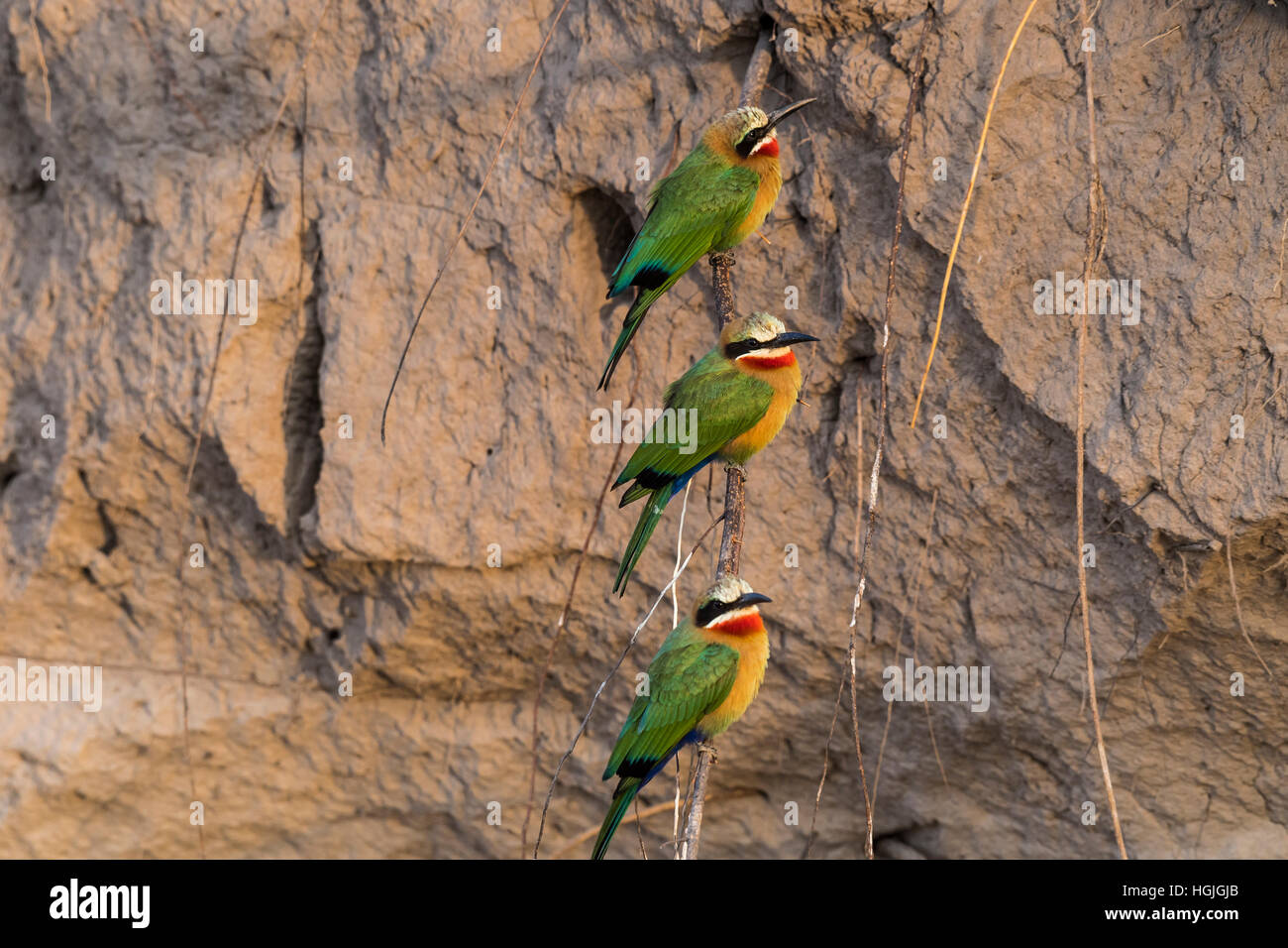 White-fronted bee-eater (Merops bullockoides) in front of nesting wall, Chobe River, Chobe National Park, Botswana Stock Photo