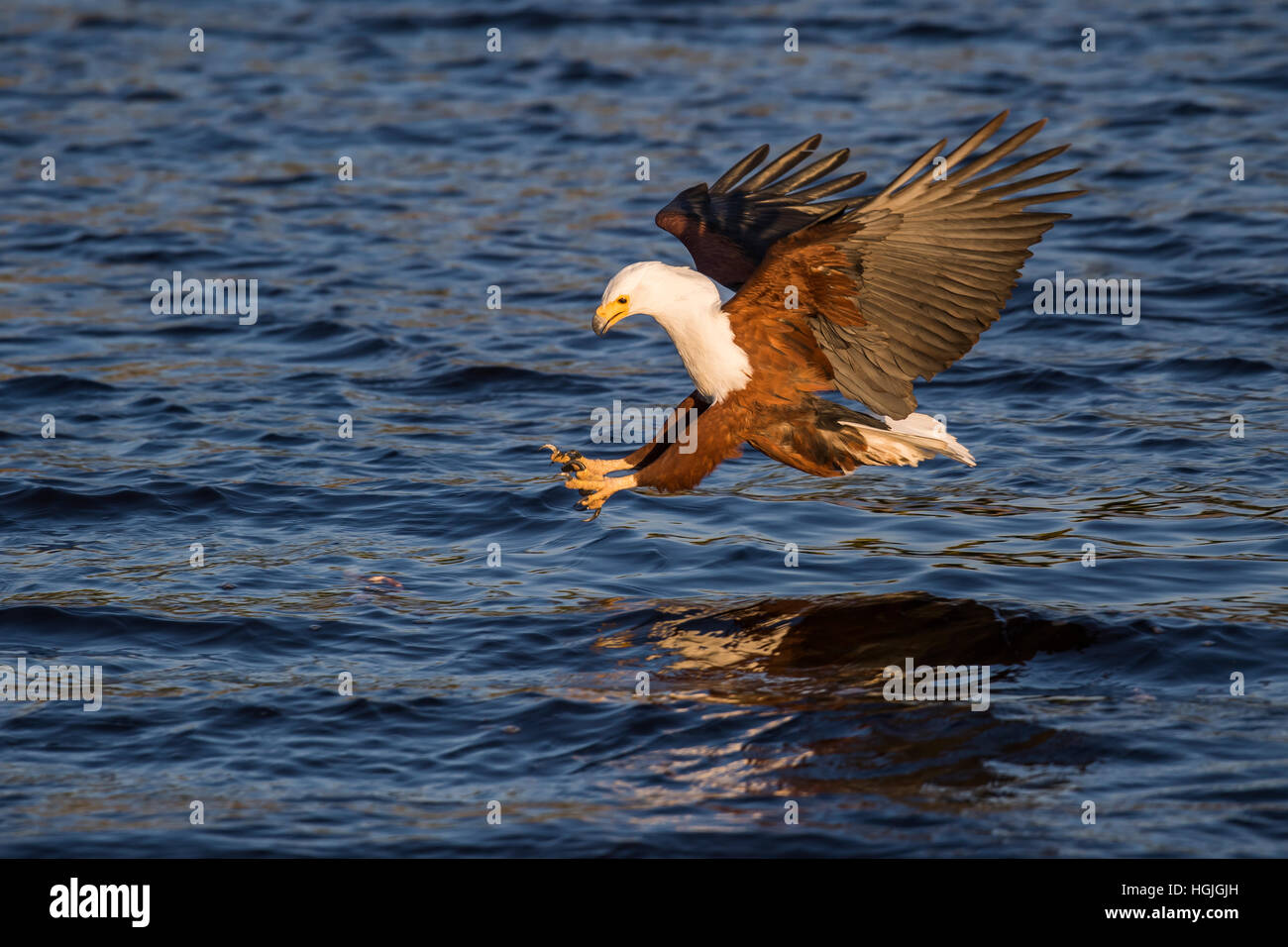 African fish eagle (Haliaeetus vocifer) when fishing with outstretched claws, Chobe River, Chobe National Park, Botswana Stock Photo