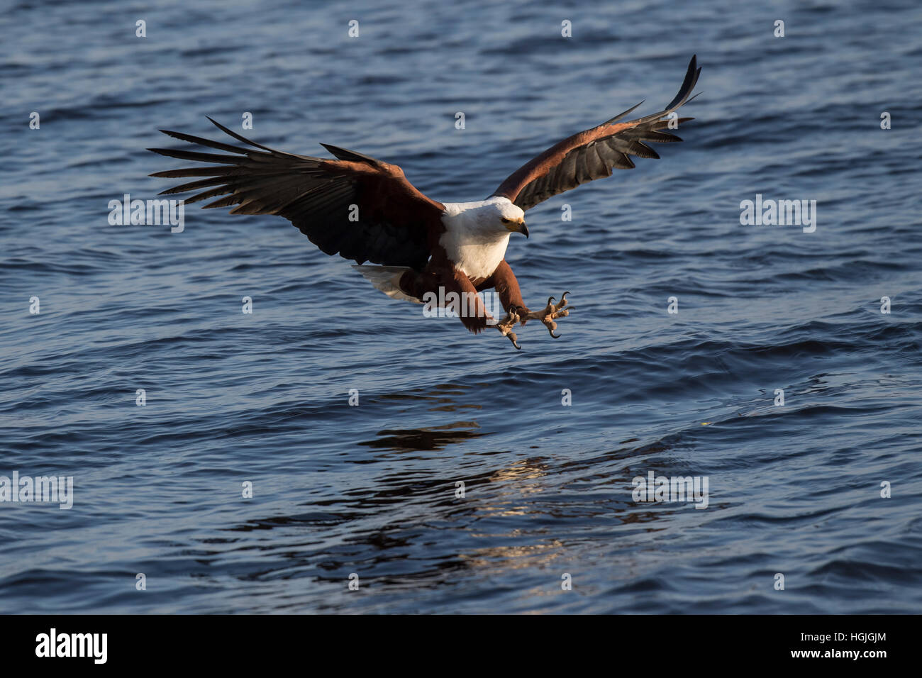 African fish eagle (Haliaeetus vocifer) when fishing with outstretched claws, Chobe River, Chobe National Park, Botswana Stock Photo