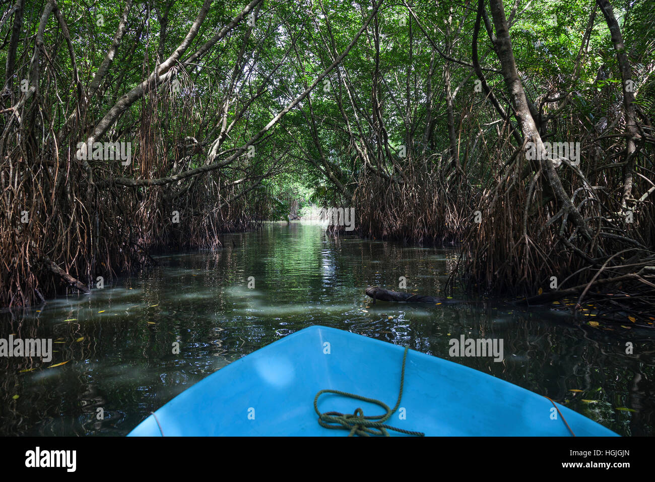 Boat ride through mangrove forest, branch of Bentota Ganga River, Bentota, Western Province, Sri Lanka Stock Photo