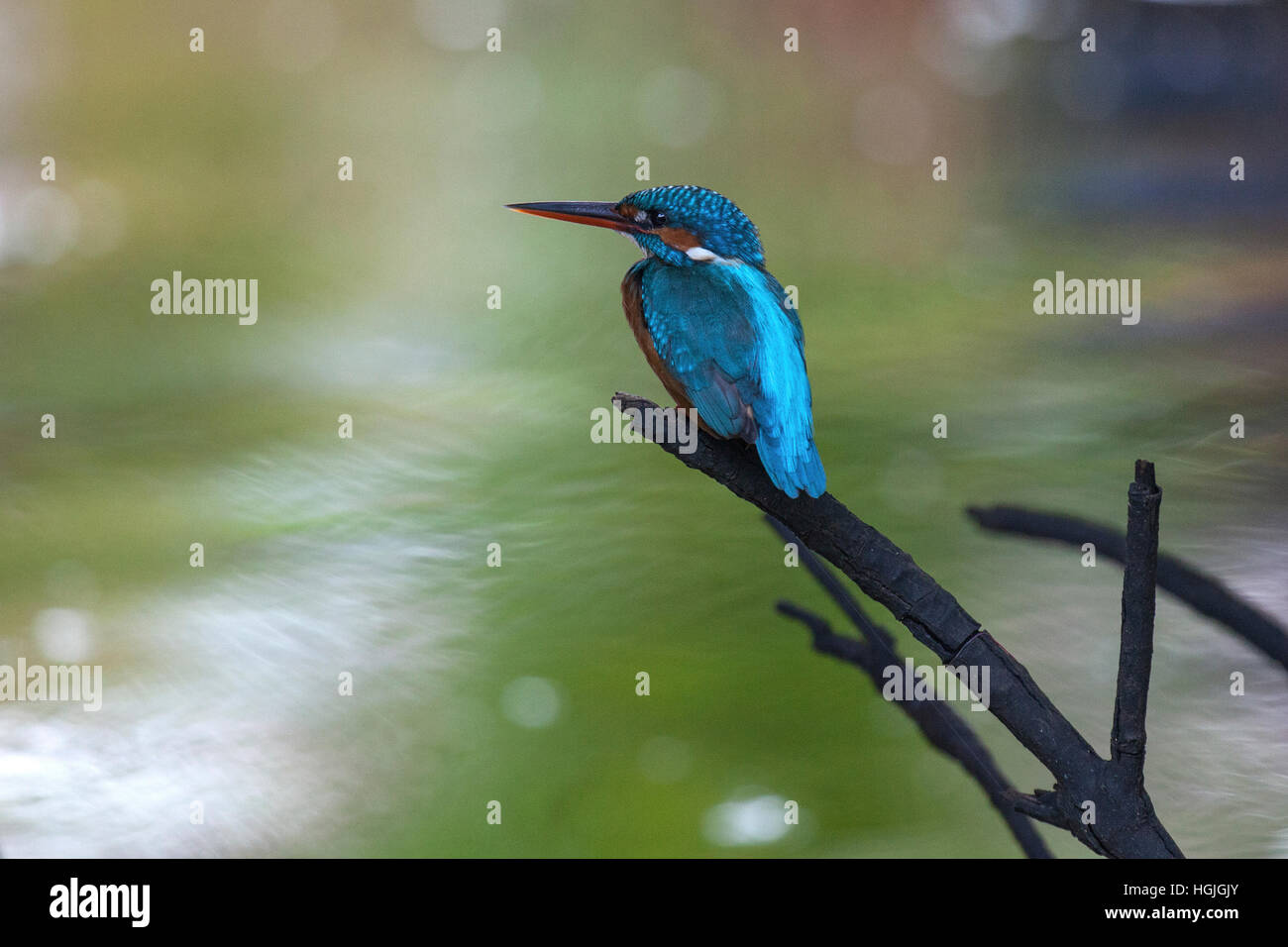 Common, river or Eurasian kingfisher (Alcedo atthis) sitting on branch in mangrove forest, tributary, Bentota Ganga, Bentota Stock Photo