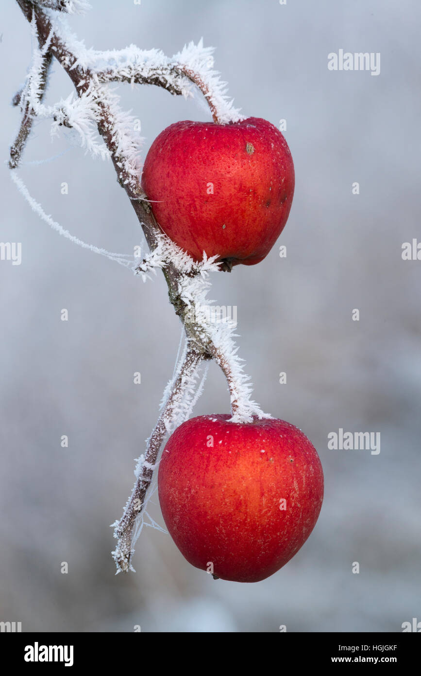 Red apples on branch with hoarfrost, Hesse, Germany Stock Photo