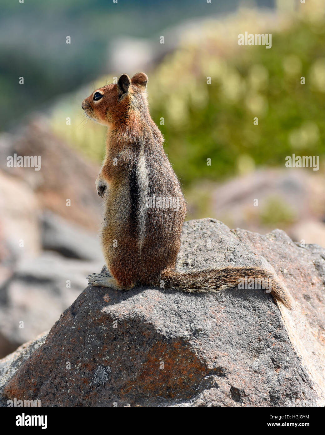 Chipmunk (Tamias) on a rock, alert, Mount Rainier National Park, Washington State, USA Stock Photo