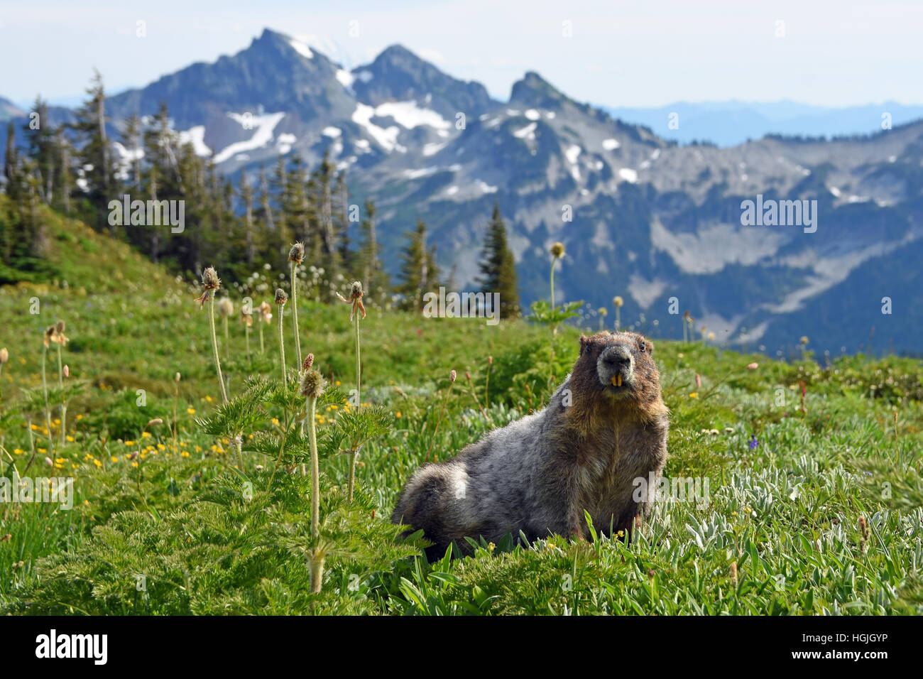 Marmot (Marmota), showing front teeth, behind Cascade Range, Mount Rainier National Park, Washington State, USA Stock Photo