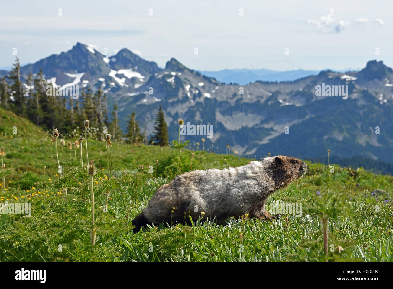 Marmot (Marmota) on a mountain meadow, behind Cascade Range, Mount Rainier National Park, Washington State, USA Stock Photo