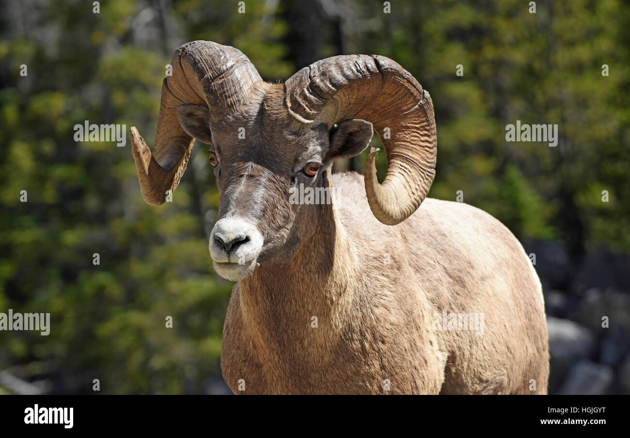 Bighorn Sheep (Ovis canadensis), Banff National Park, Alberta, Canada Stock Photo
