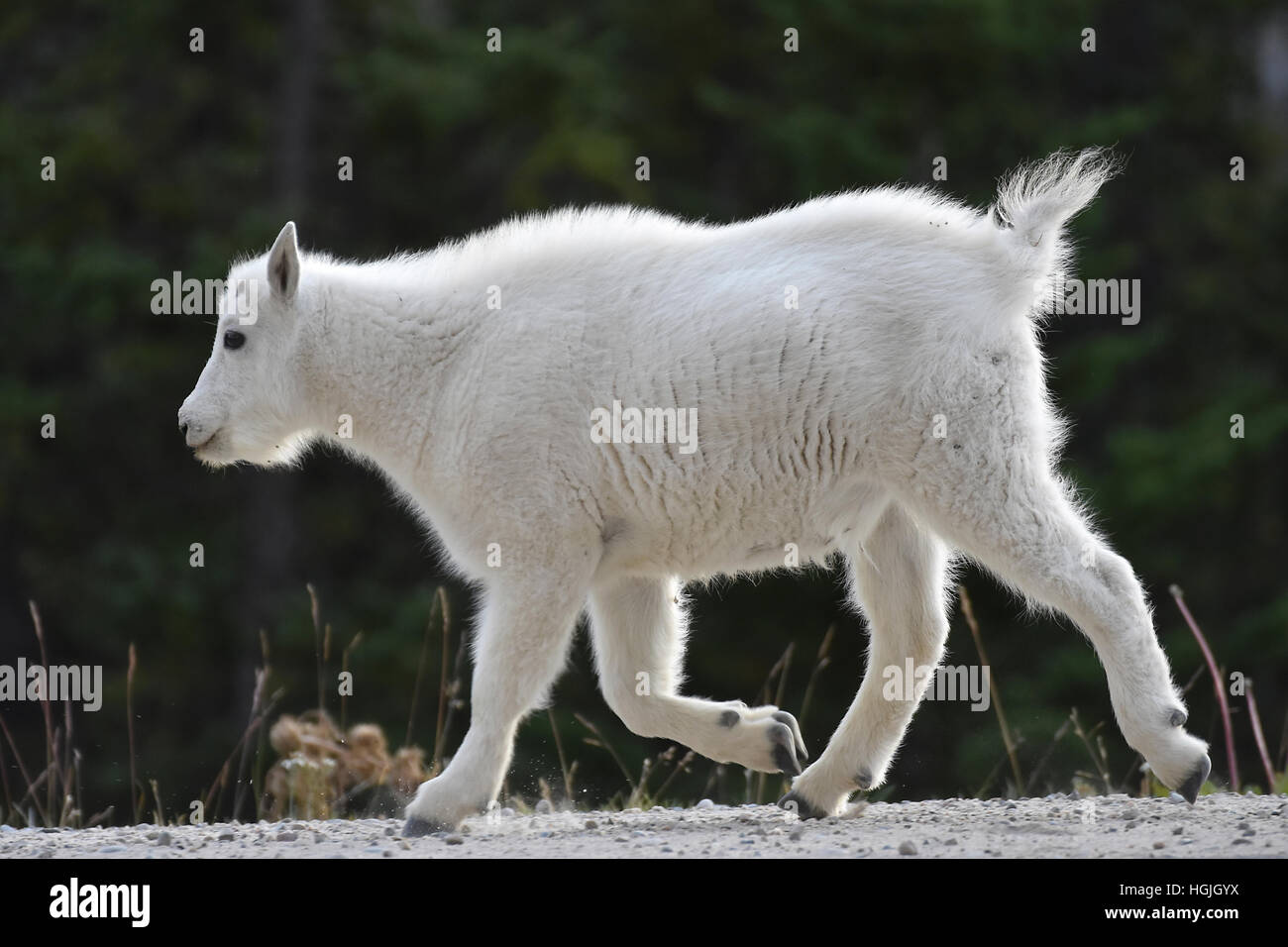 Rocky Mountain Goat (Oreamnos americanus), juvenile, Jasper National Park, Alberta, Canada Stock Photo