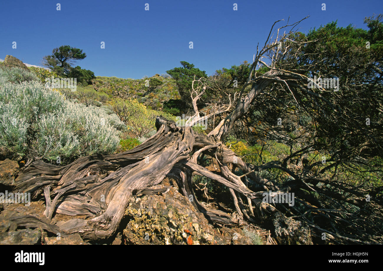 Juniper tree, La Dahesa, El Hierro, Canary Islands, Spain Stock Photo
