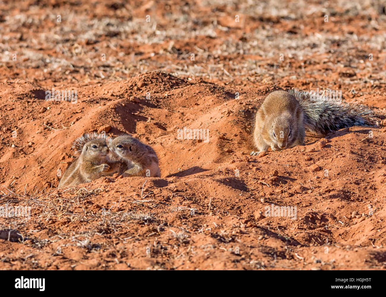 Three Ground Squirrels by their burrow in Southern African savanna Stock  Photo - Alamy