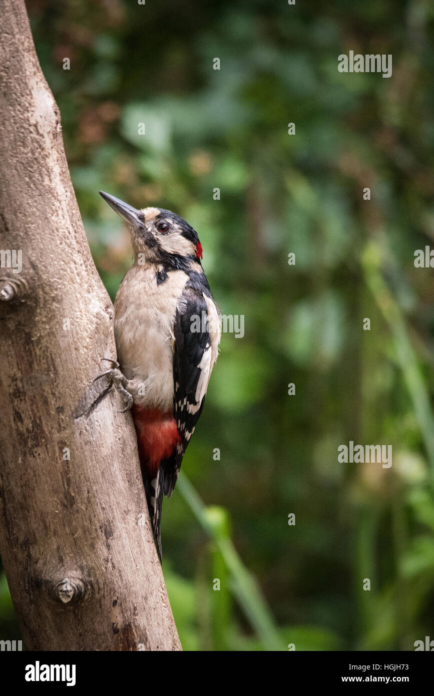 Greater Spotted Woodpecker (Dendrocopos Major) Stock Photo