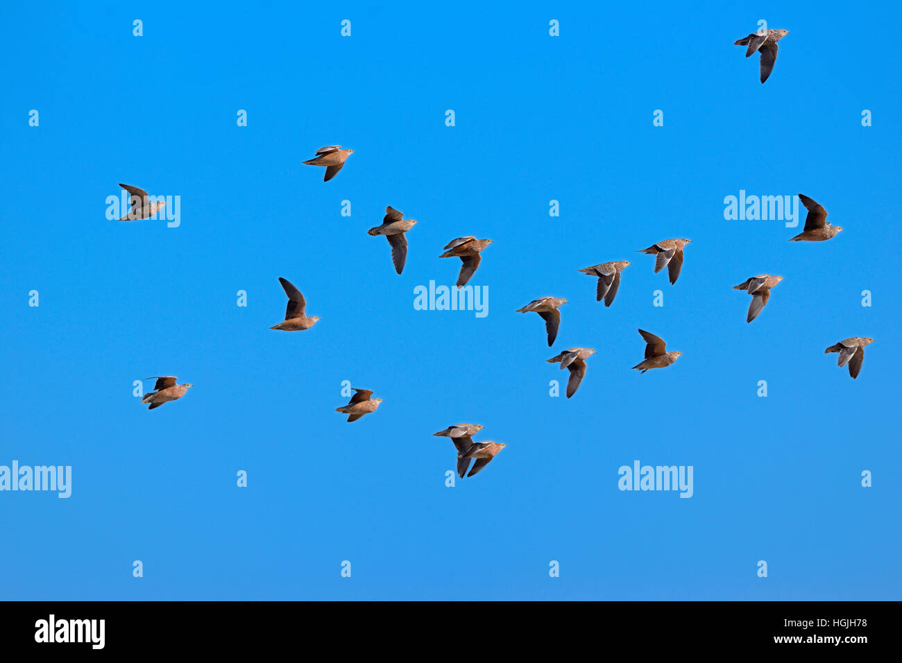 Namaqua sandgrouses (Pterocles namaqua), flock of birds in flight, Etosha National Park, Namibia Stock Photo