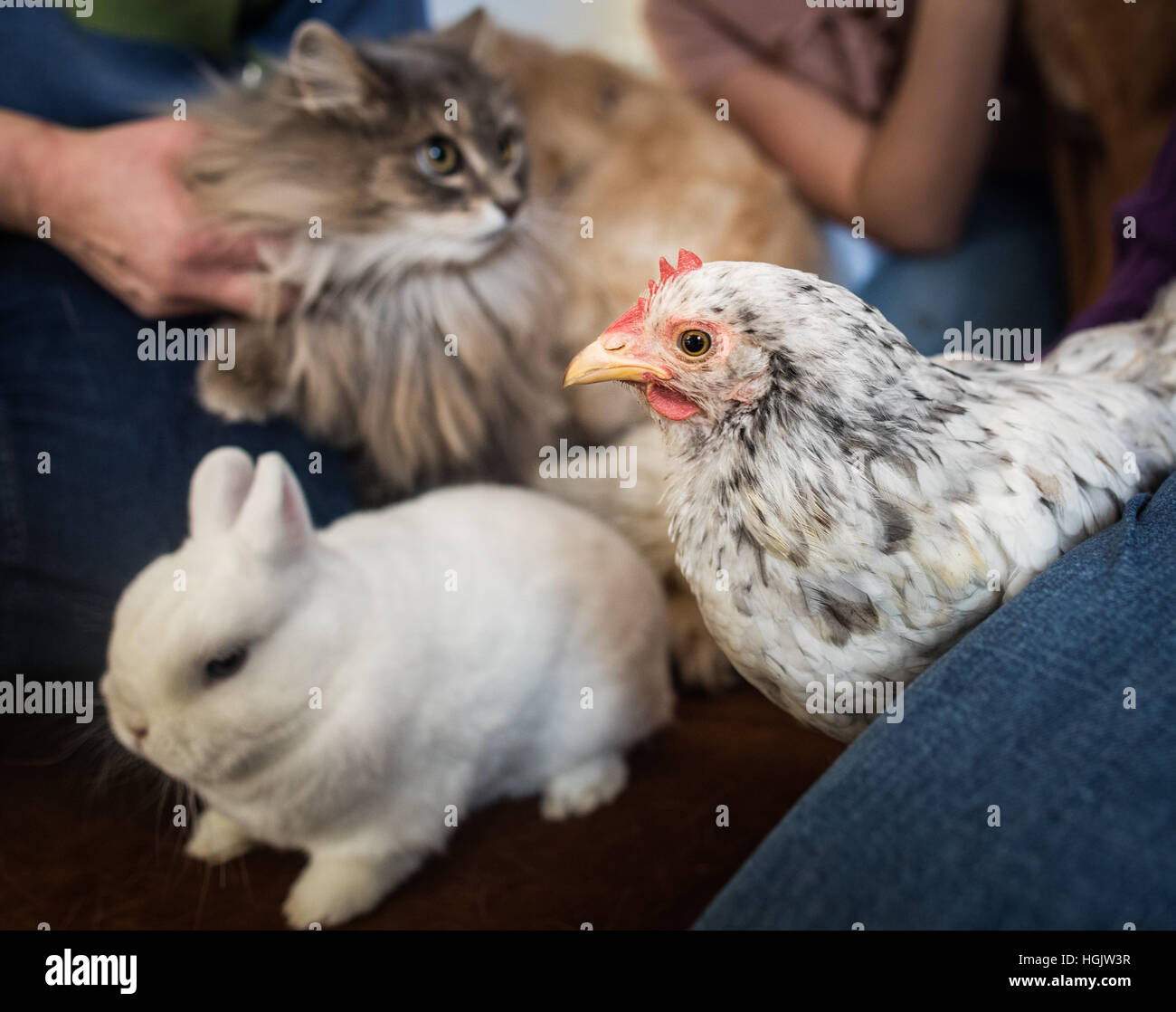Cat hunting rabbit hi-res stock photography and images - Alamy