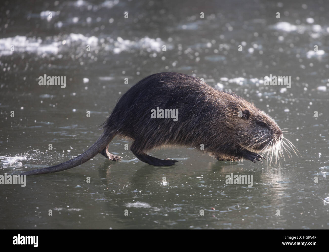 A coypu, a type of large rodent, crosses a thin layer of ice which has ...