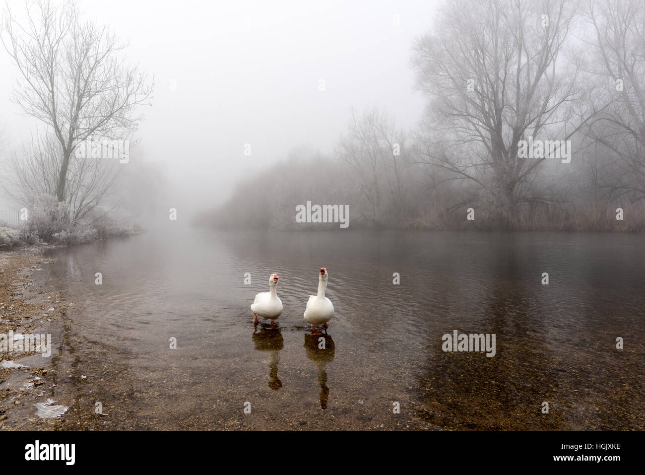 Freezing fog a devoted couple of white geese on the River Avon in the picturesque New Forest town of Fordingbridge, Hampshire, UK Stock Photo