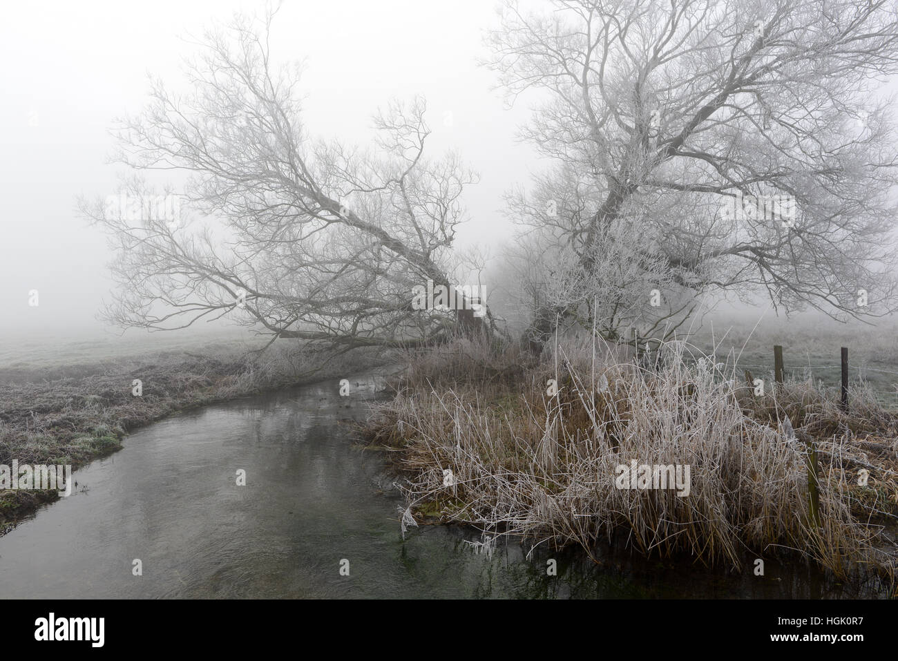 Tree split down the middle in a frosty wintry countryside scene next to