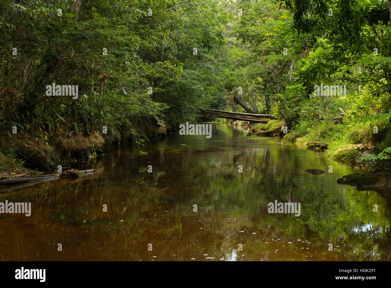 A calm dark water creek running through the Amazon Rainforest north of
