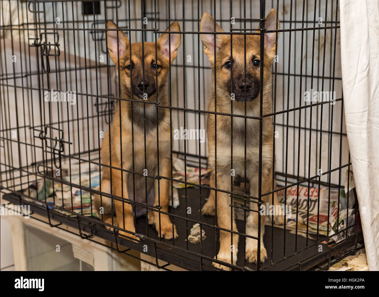 Three little puppy dogs in a cage Stock Photo Alamy