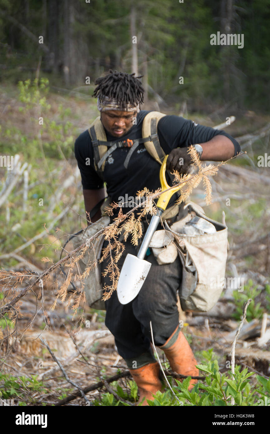 A tree planter in British Columbia, Canada Stock Photo Alamy