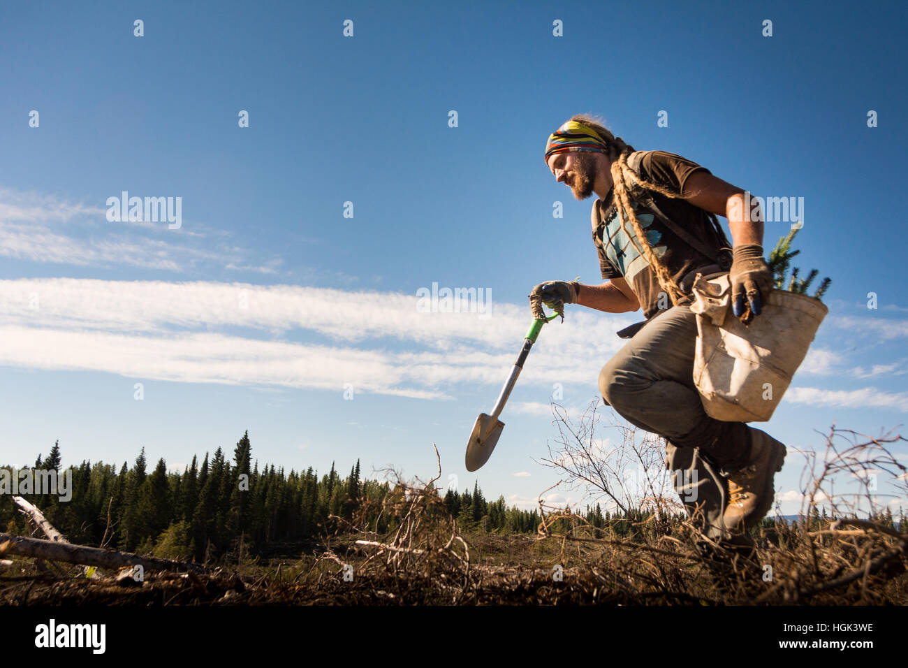 A tree planter planting trees near Prince BC, Canada Stock