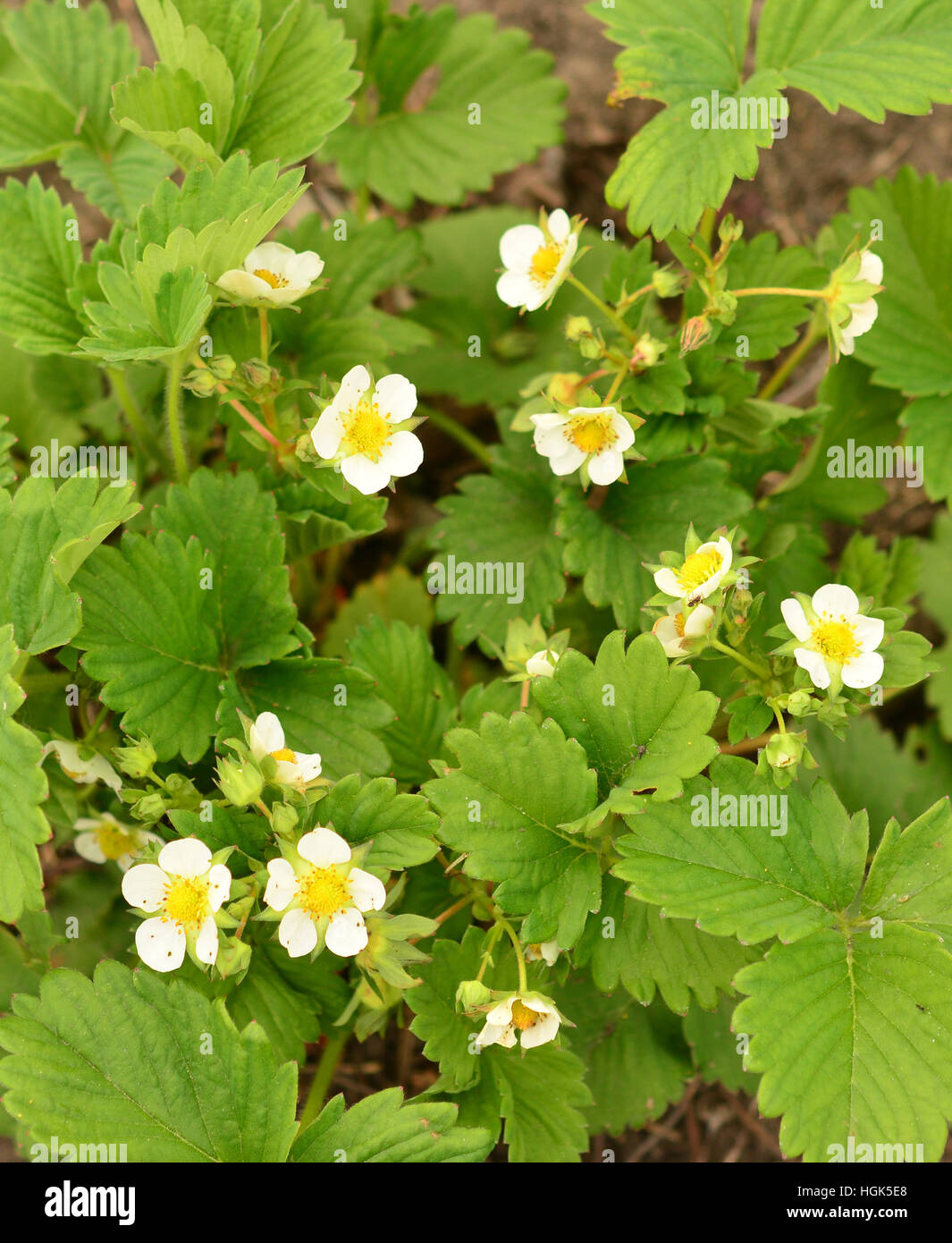 green bush blooming in the spring strawberries Stock Photo - Alamy