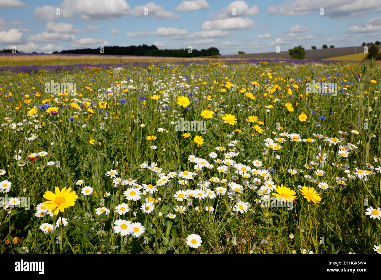 Wild flowers of britain hi-res stock photography and images - Alamy
