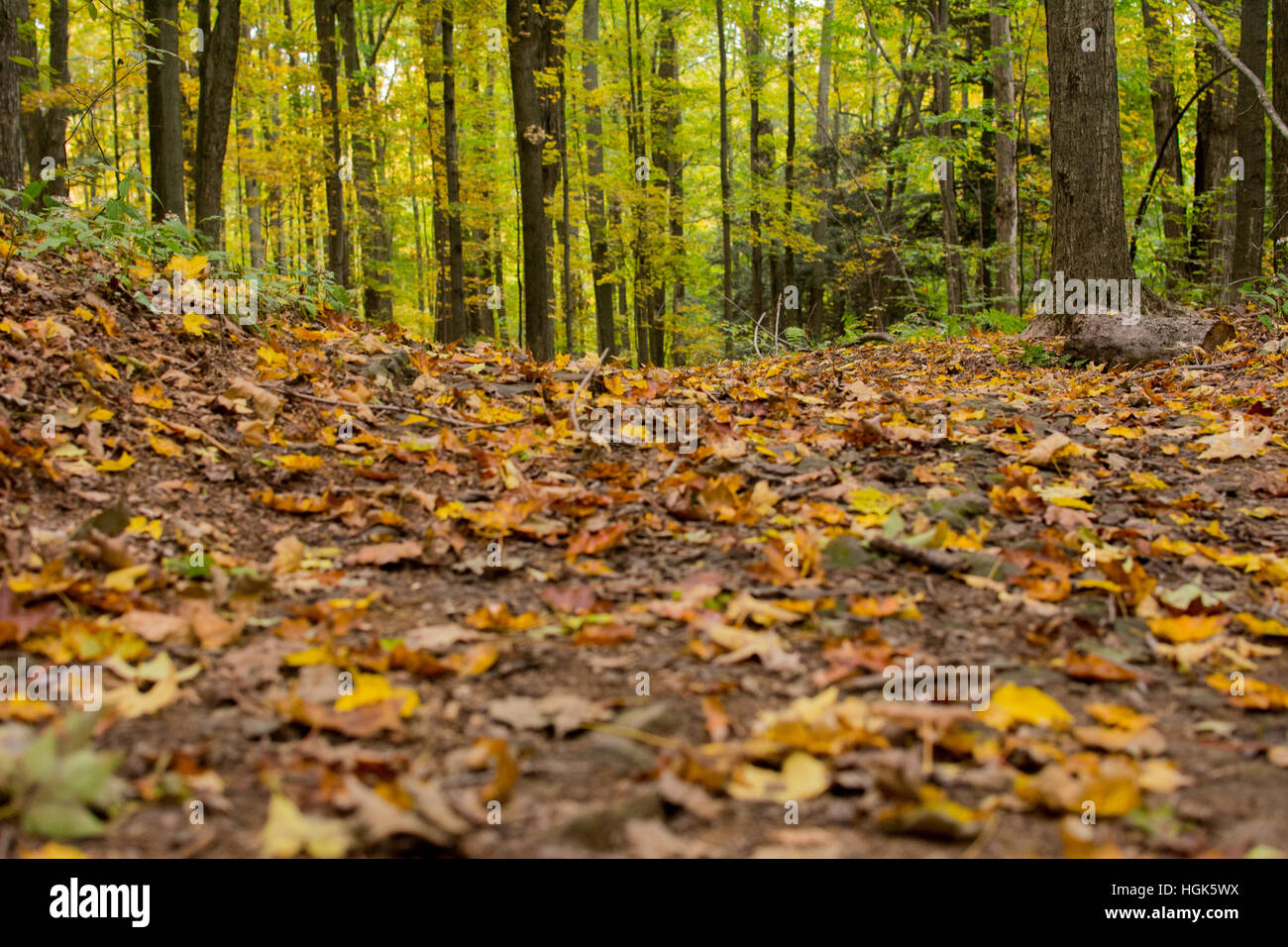 A bed of fall leaves at a state park in Pennsylvania. Stock Photo
