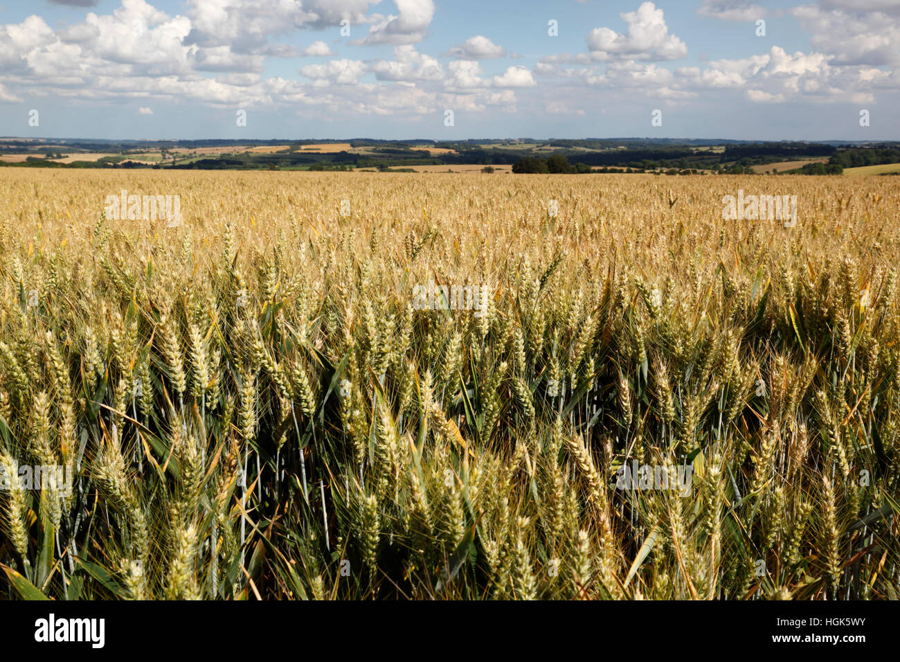 Triticale (hybrid of wheat and rye) ripening in field, Gloucestershire, England, United Kingdom, Europe Stock Photo