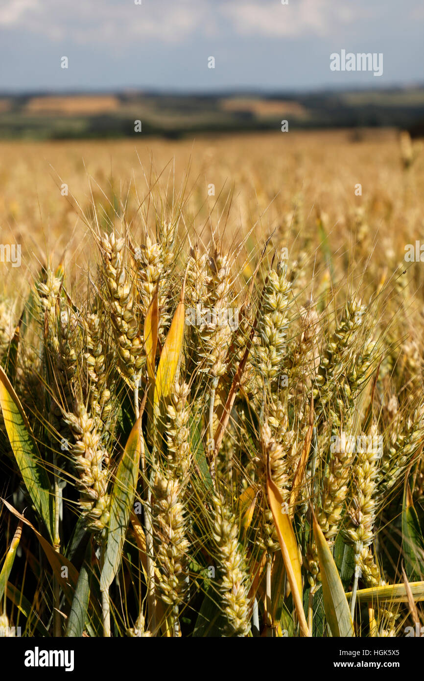Hybrid corn crop hires stock photography and images Alamy