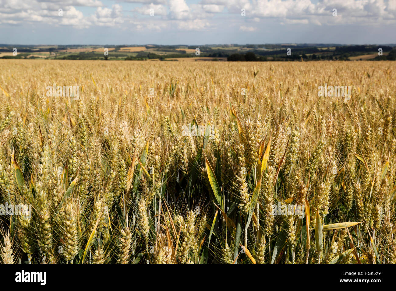 Triticale (hybrid of wheat and rye) ripening in field, Gloucestershire, England, United Kingdom, Europe Stock Photo