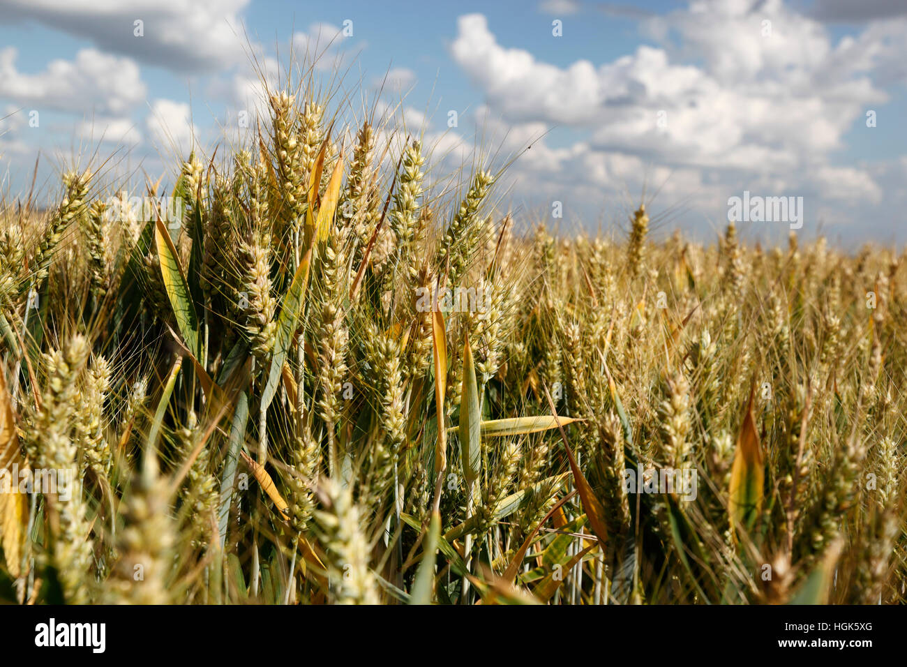 Triticale (hybrid of wheat and rye) ripening in field, Gloucestershire, England, United Kingdom, Europe Stock Photo