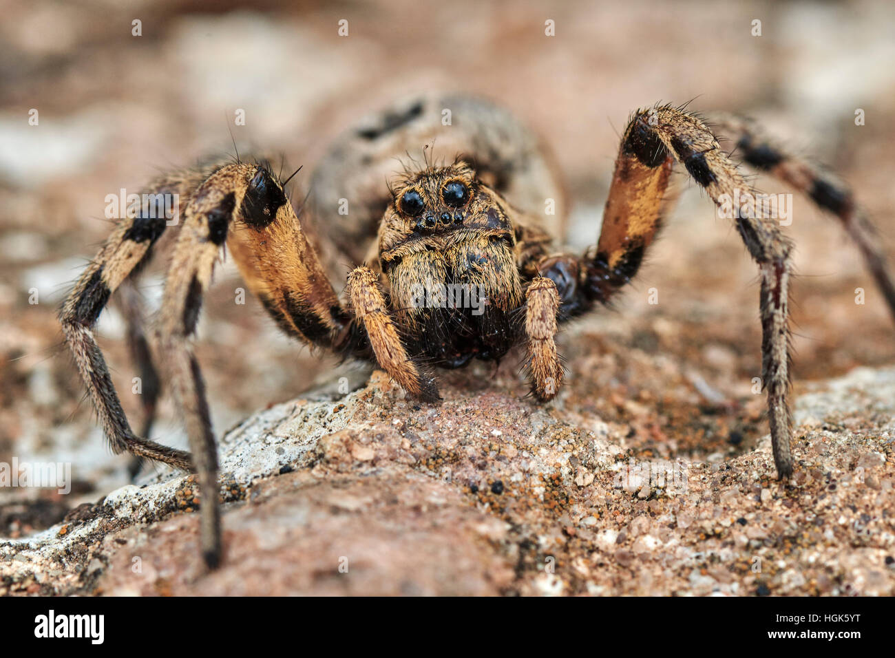 Tarentula Hi-res Stock Photography And Images - Alamy