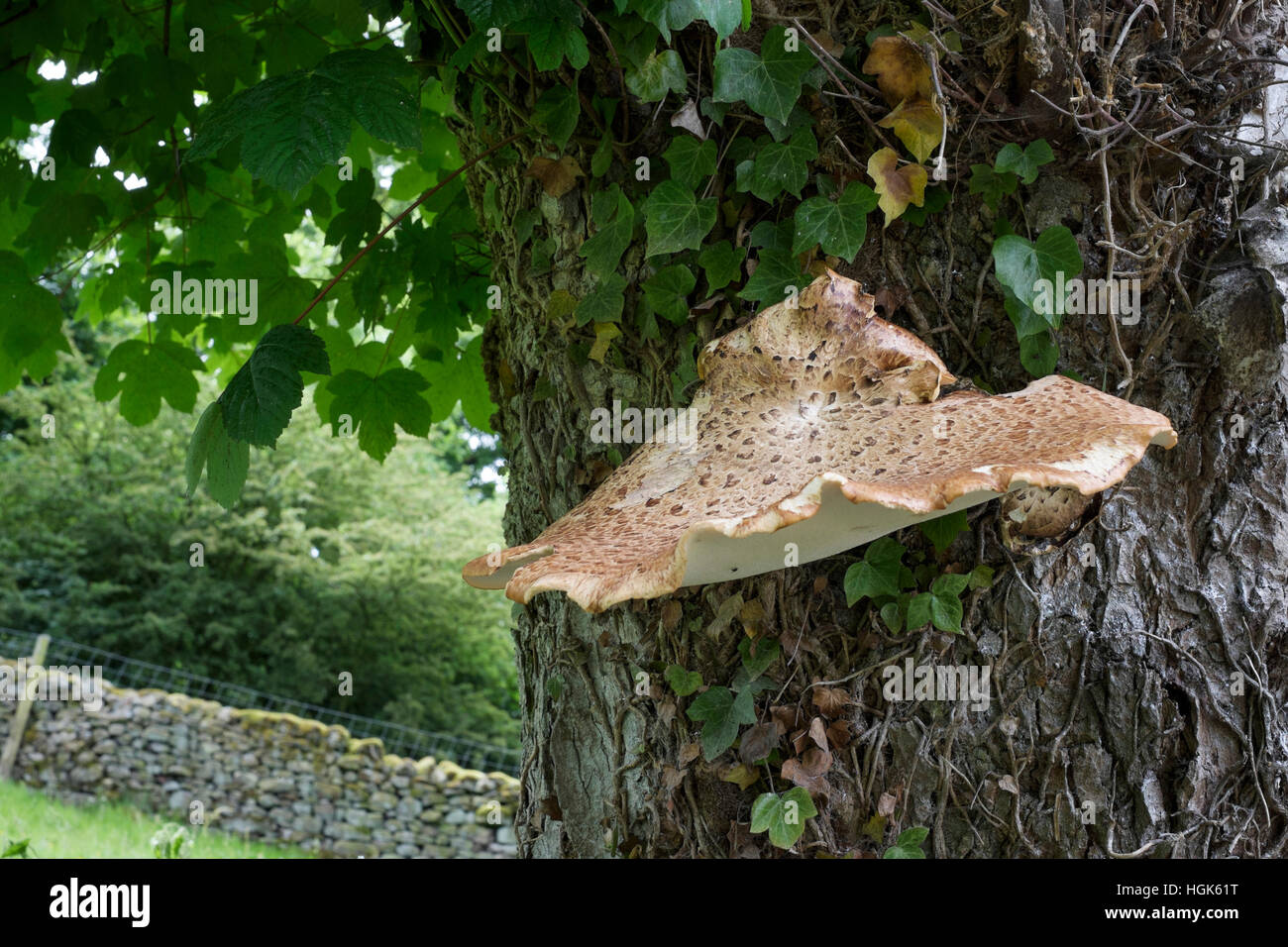Dryad's saddle bracket fungus (Polyporus Cerioporus) growing on the trunk of a sycamore tree (Acer pseudoplatanus) Stock Photo
