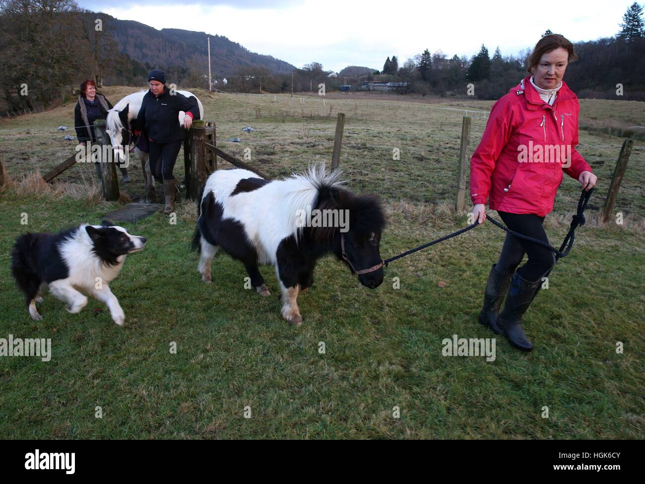 Nemo, a Shetland pony, rescued by the Scottish Fire and Rescue Service after it became stranded in a swollen river near Lochard Road, Aberfoyle, is pictured dried out back in his farm with Lynn Paterson(r) followed by her sister Kay Paterson with horse Nola after yesterdays ordeal. Stock Photo