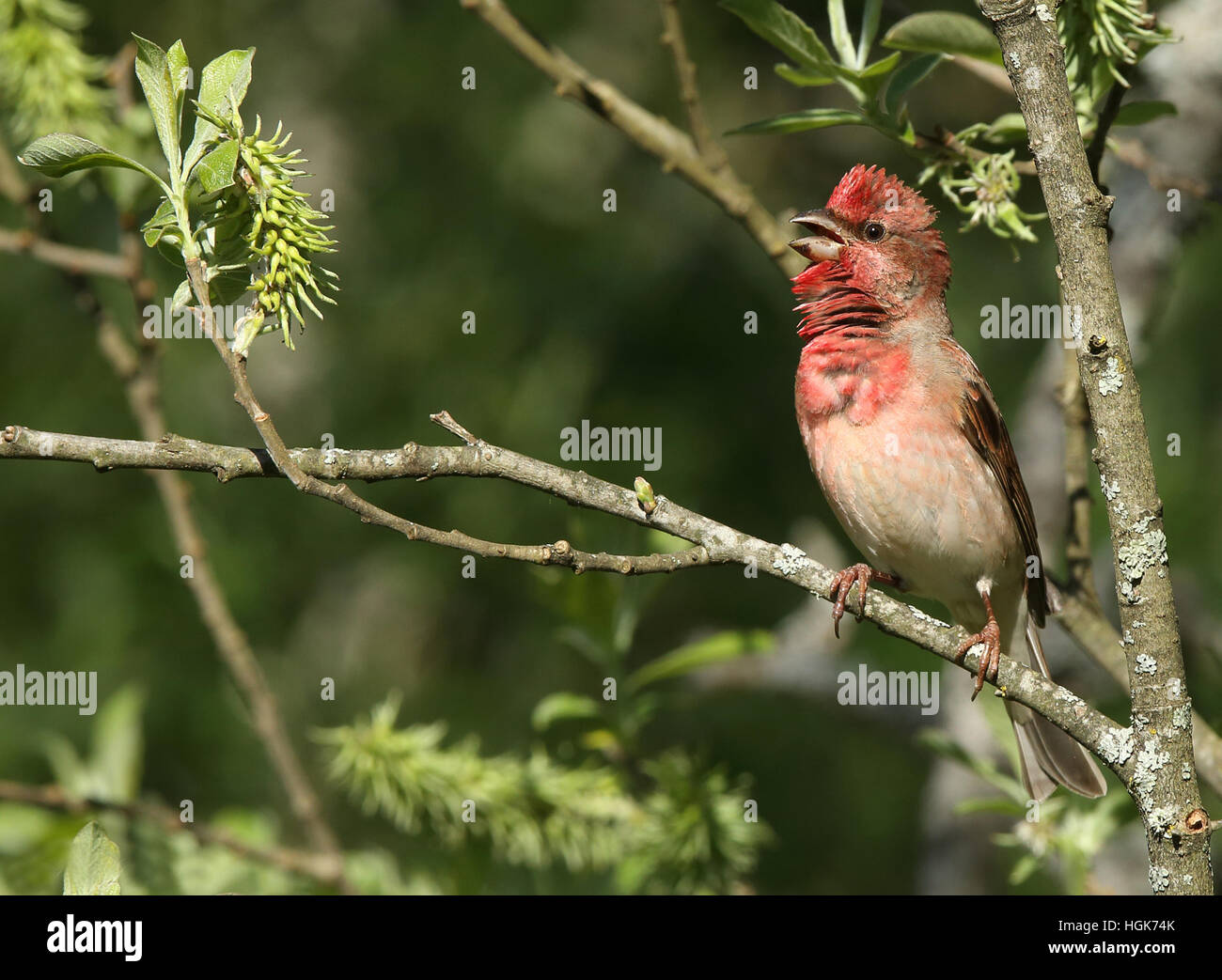 Common rosefinch singing from tree in leaf budding Stock Photo Alamy