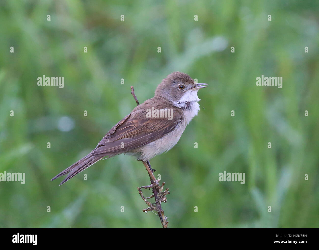 Common whitethroat, Curruca communis Stock Photo - Alamy